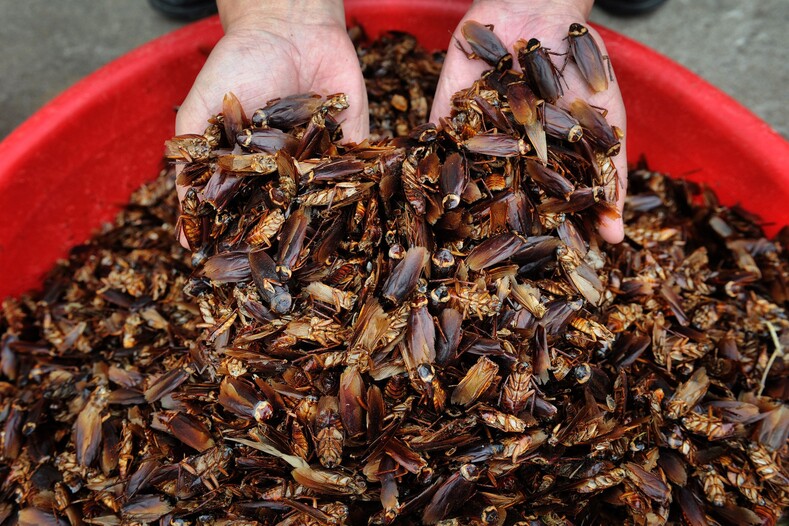 Кто и зачем выращивает 6 миллиардов тараканов в год? Азия,еда,тараканьи фермы