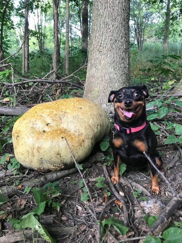 17. «Моя собака нашла в лесу огромный гриб» в мире, вещи, жутковато, интересно, лес, находка