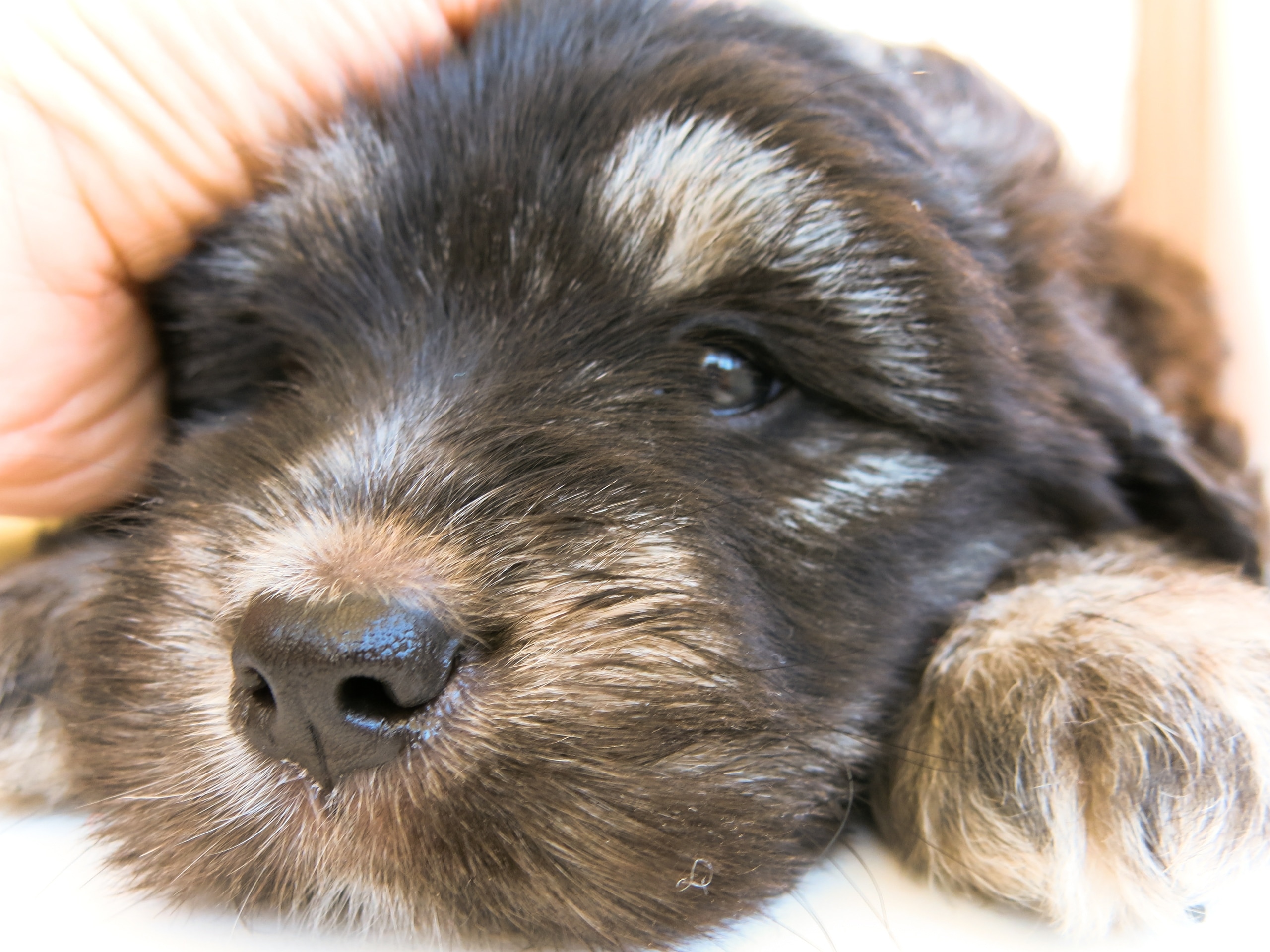 щенок отдыхает