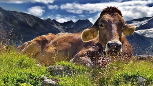 Странные способы спать у животных животные,интересные факты,сон