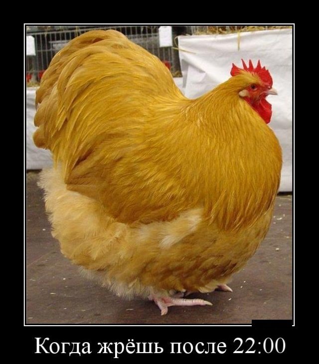 Смешные позитивные демотиваторы обо всем на свете 