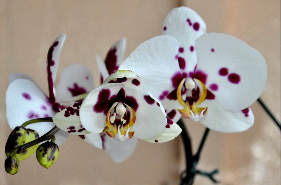 5 самых красивых комнатных цветов, цветущих зимой комнатные растения,цветоводство