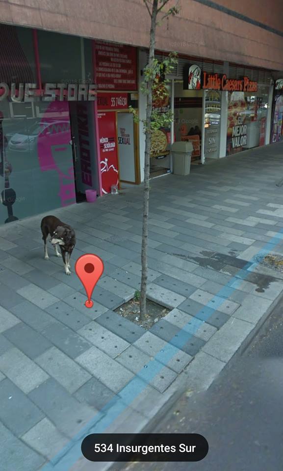 собака возле магазина