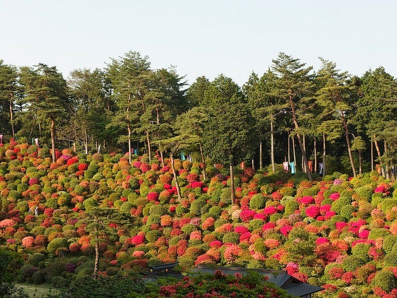 Shiofune-Kannon-ji Temple – буддийский храм, окруженный разноцветными кустами азалии авиатур