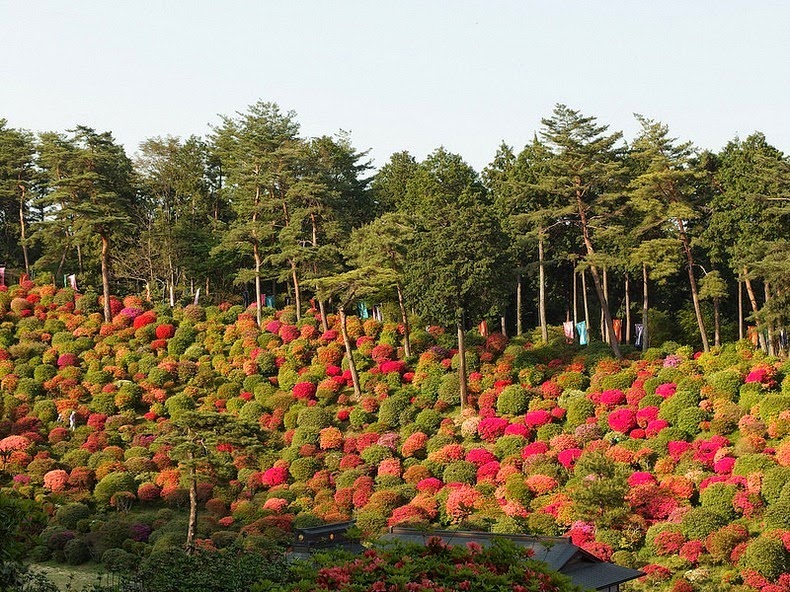 Shiofune-Kannon-ji Temple – буддийский храм, окруженный разноцветными кустами азалии авиатур