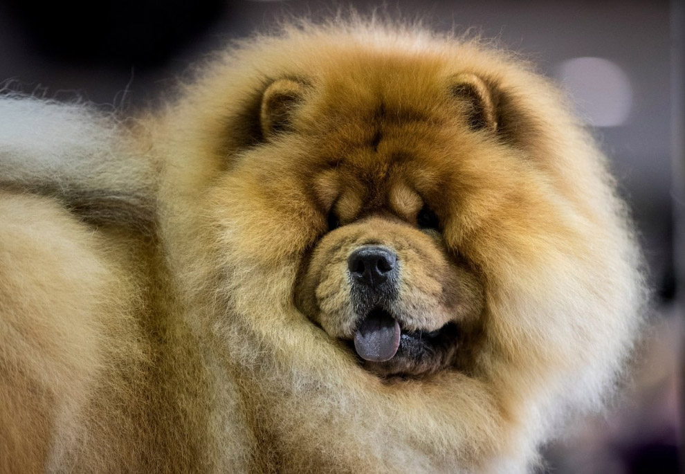 Конкурс собачьей красоты: Westminster Kennel Club 2018