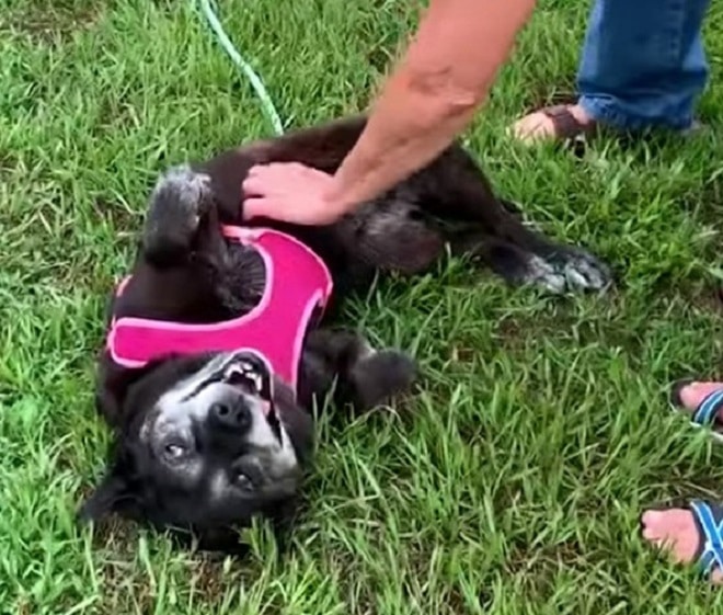 Довольная собака