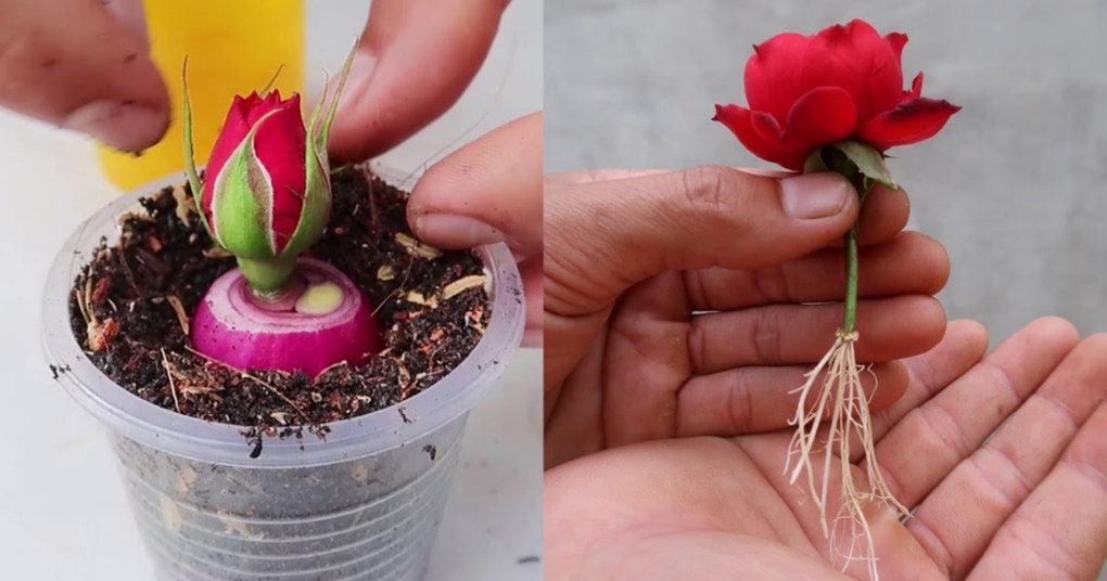 Эффективный способ размножения роз, для которого понадобится головка красного лука