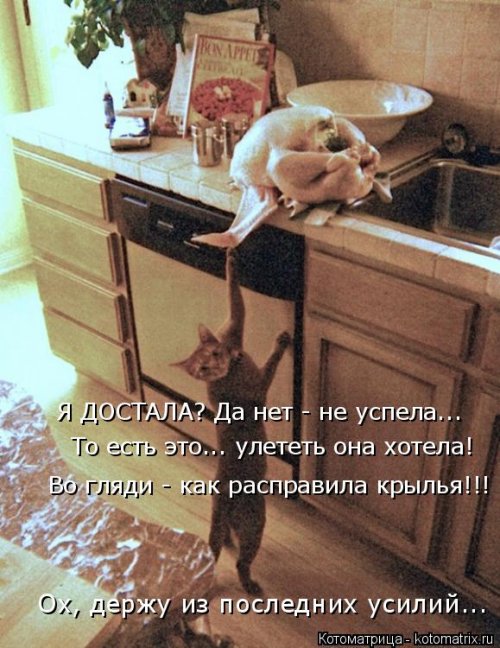 Новая котоматрица 