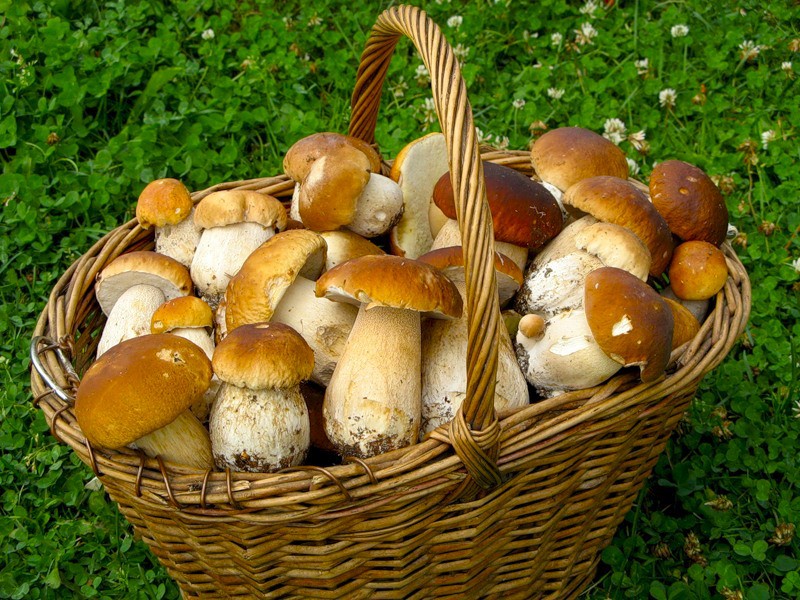За грибами без ущерба для здоровья! - Новости - Администрация  Орджоникидзевского района