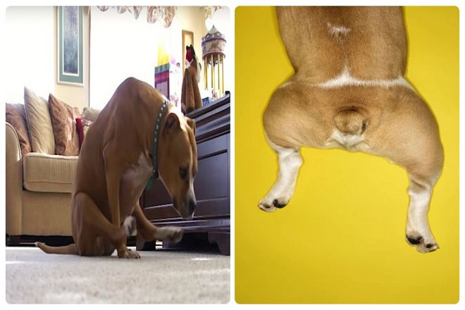 У некоторых собак активация анальных желез является частью реакции "бей-беги". Так что если ваша собака особенно сильно пахнет, когда она напугана, то причина именно в этом.