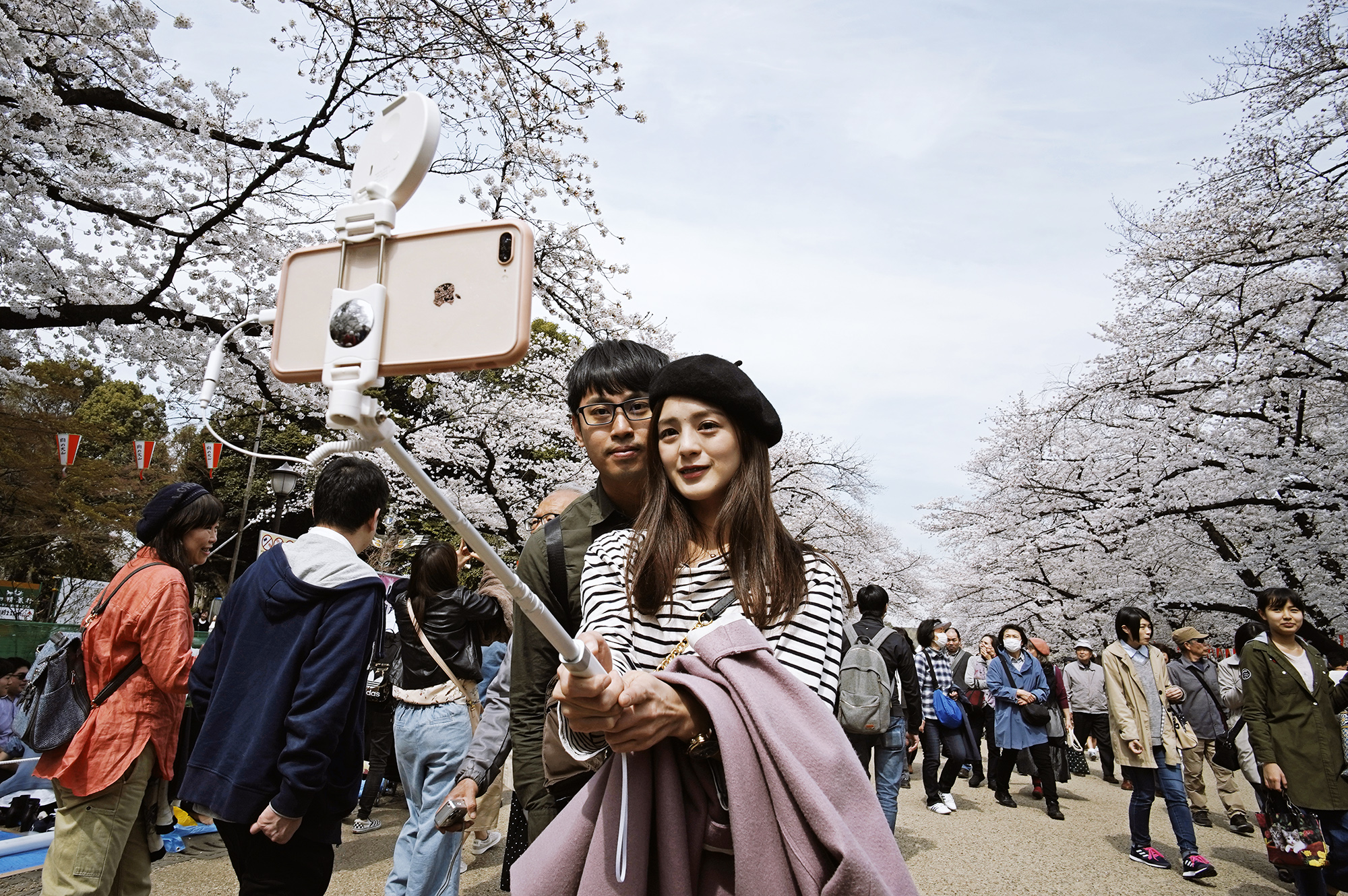 Как проходит сезон цветения сакуры в Японии — в фотографиях интересное,фотография,цветение сакуры,Япония