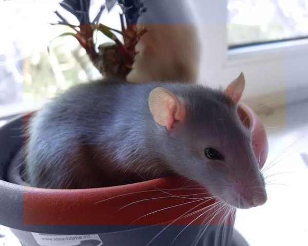 Лизка голубая крыска Лизка голубая крыска не всё так грустно