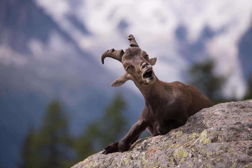 Eщё 25 несерьёзных фотошедевров конкурса 2016 Comedy Wildlife Photography Awards