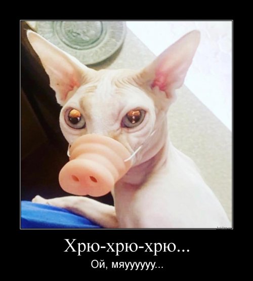 Всем улыбчивого дня и позитивного настроя! веселые картинки