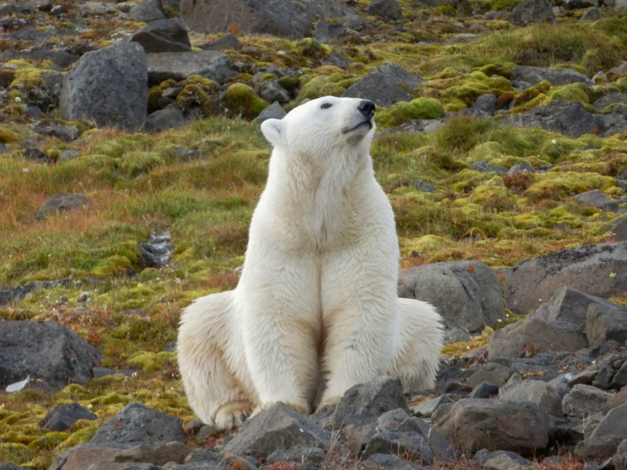 Как красиво! Жаль, что есть нечего...