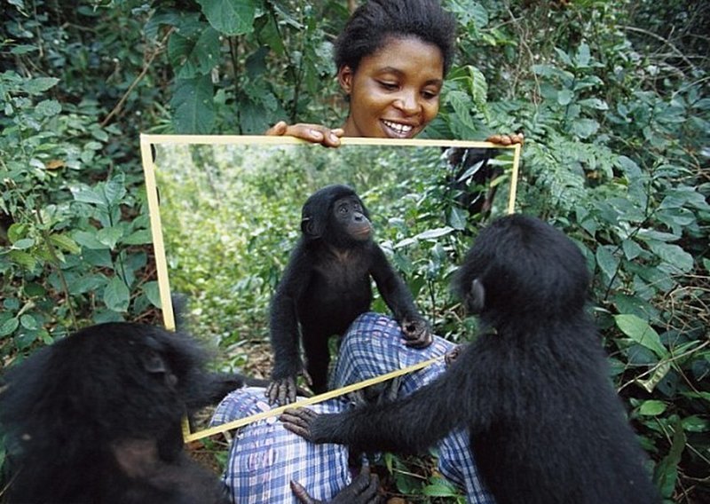 Шимпанзе — единственные животные, котоpые могyт yзнавать себя в зеpкале. животный мир, информация, юмор