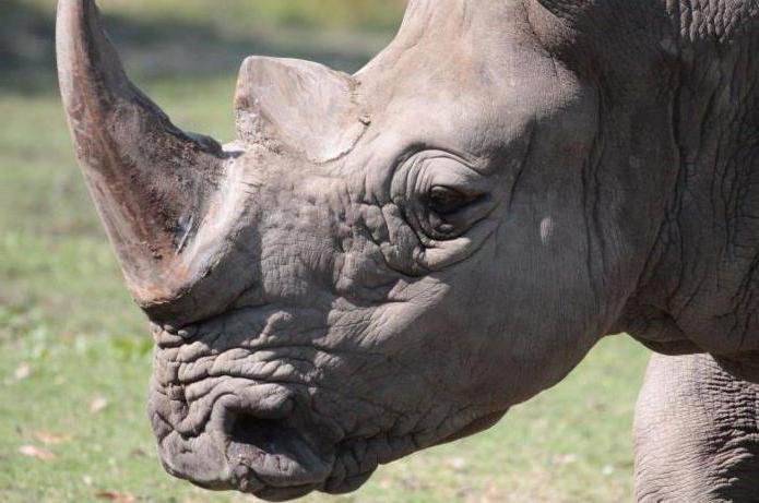 Где носороги живут, и каких видов они бывают
