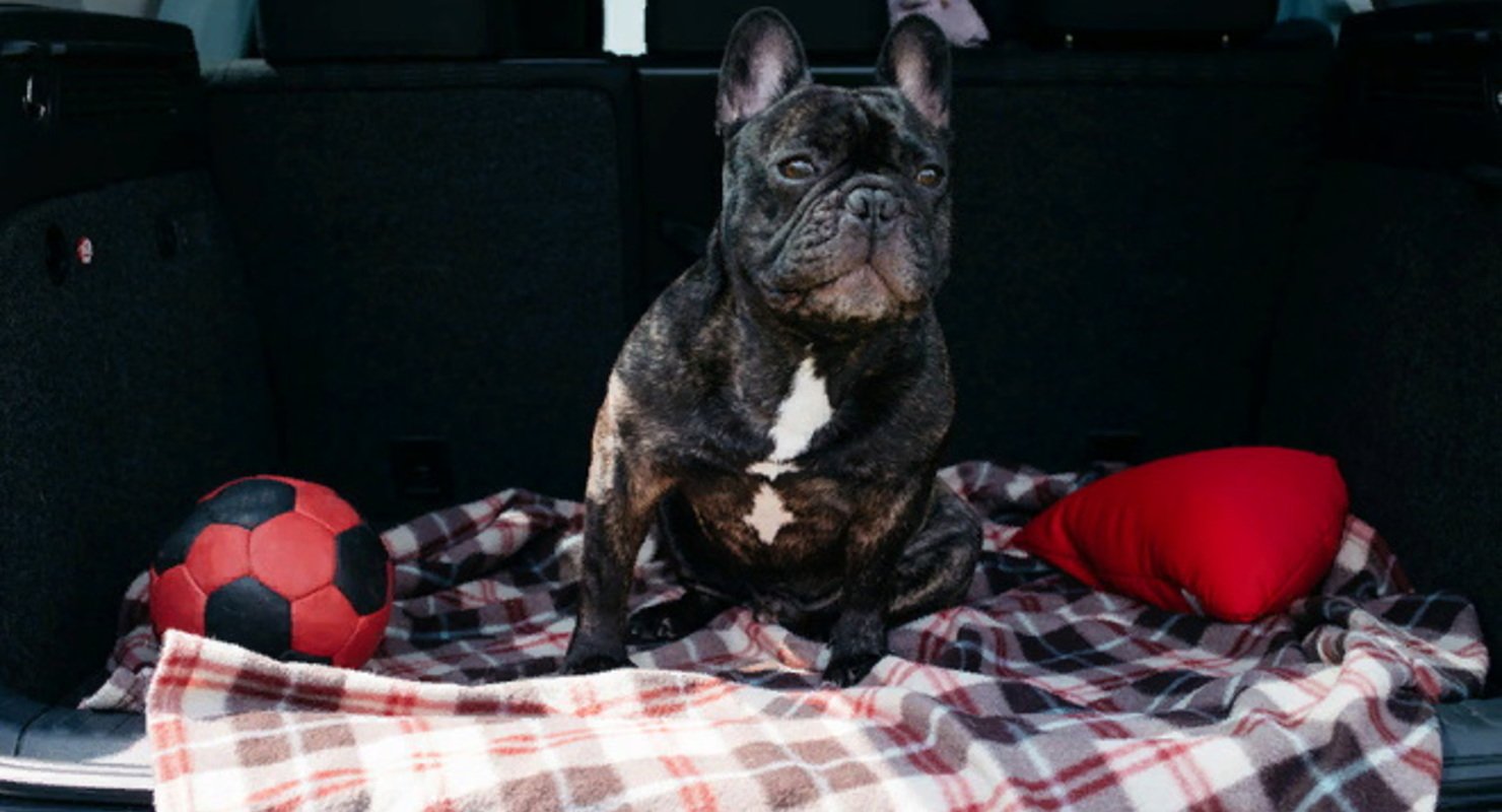 Кот или собака терпеть не могут машину — что делать?