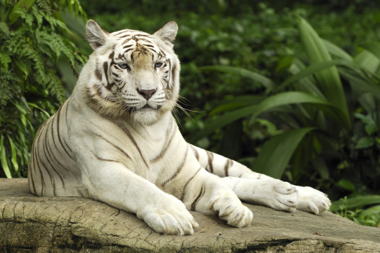 75456_poster2000_greatcats.ru