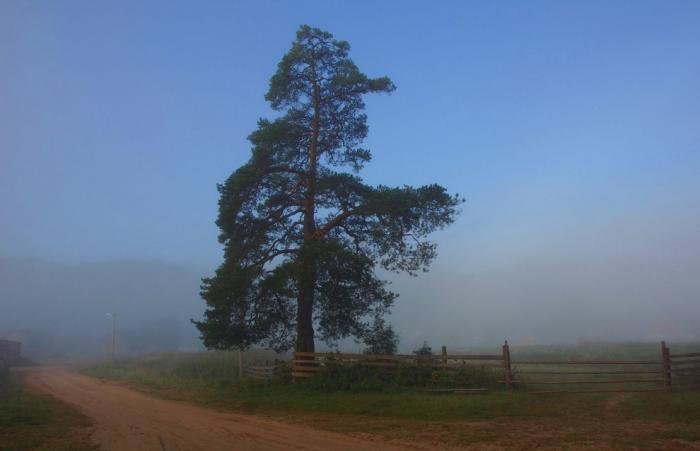 Вепсский лес Вепский лес, Ленинградская область, природа, туризм