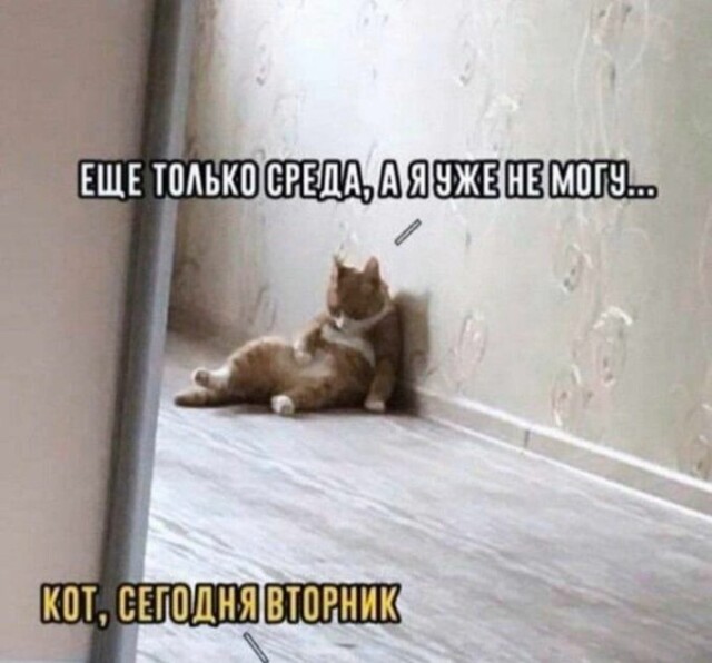 Приколы в начале недели 