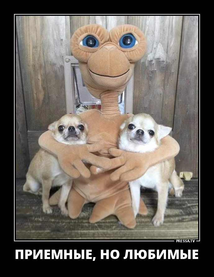 Смешные позитивные демотиваторы обо всем на свете для хорошего настроения