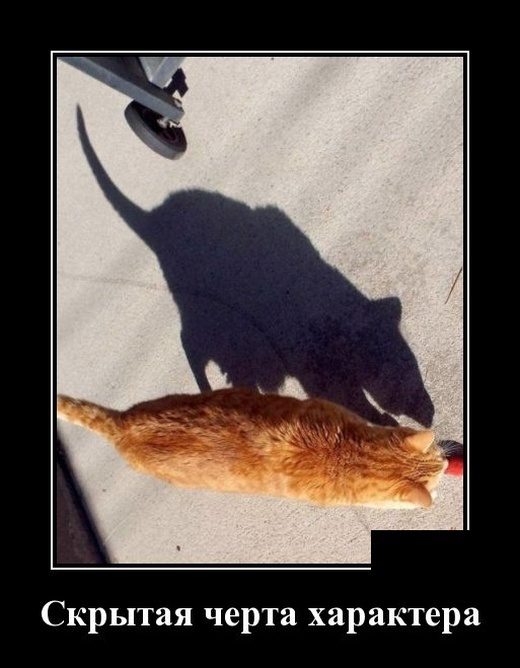 Прикольные картинки в черной рамке 