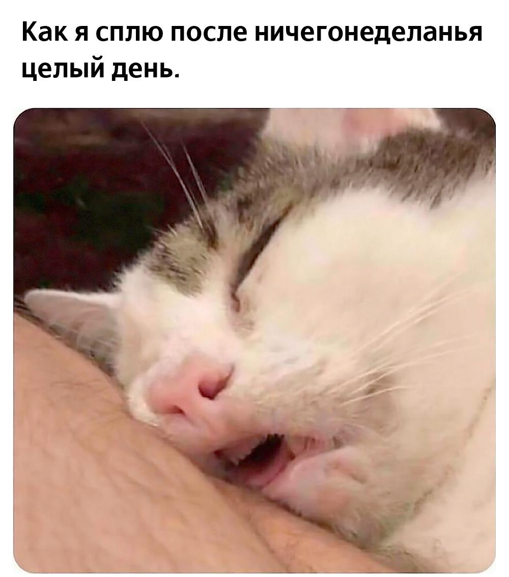 Смешные коты и кошки: лучшие мемы для поднятия настроения