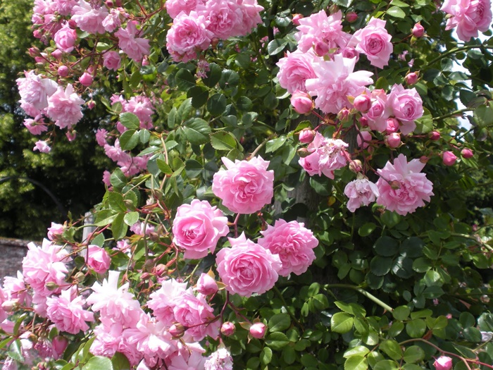 4920201_DSCN2493 (700x525, 220Kb)