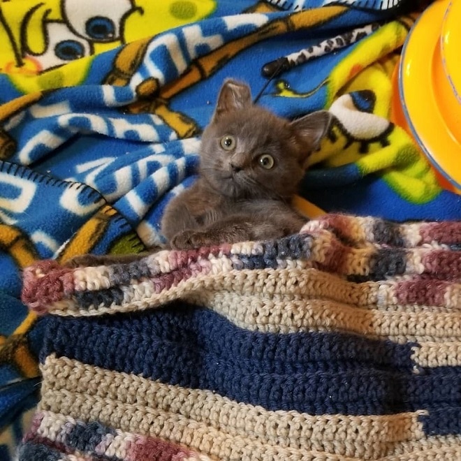 Котенок лежит