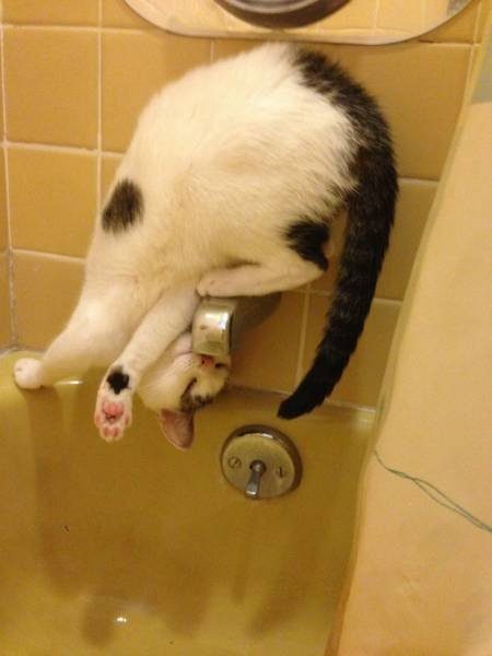 Кошачья логика Кошачья логика