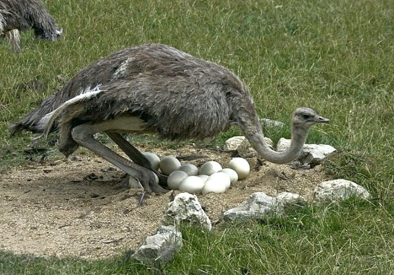 Чтобы яйцо страуса сварилось вкрутую, его надо кипятить не менее 40 минут. животный мир, информация, юмор