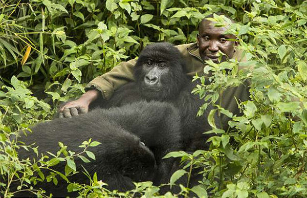 Две гориллы влюбились в своего смотрителя