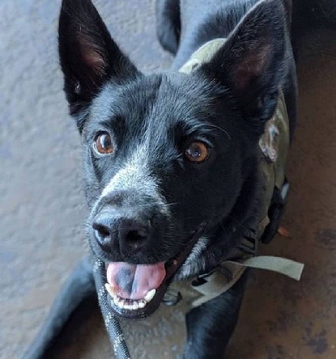 Черная собака