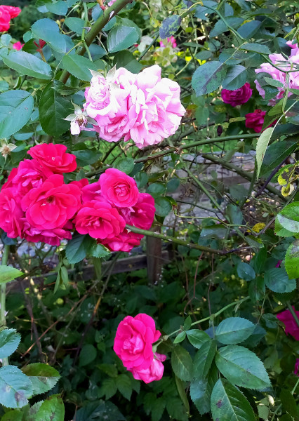 20250630_182837.jpg