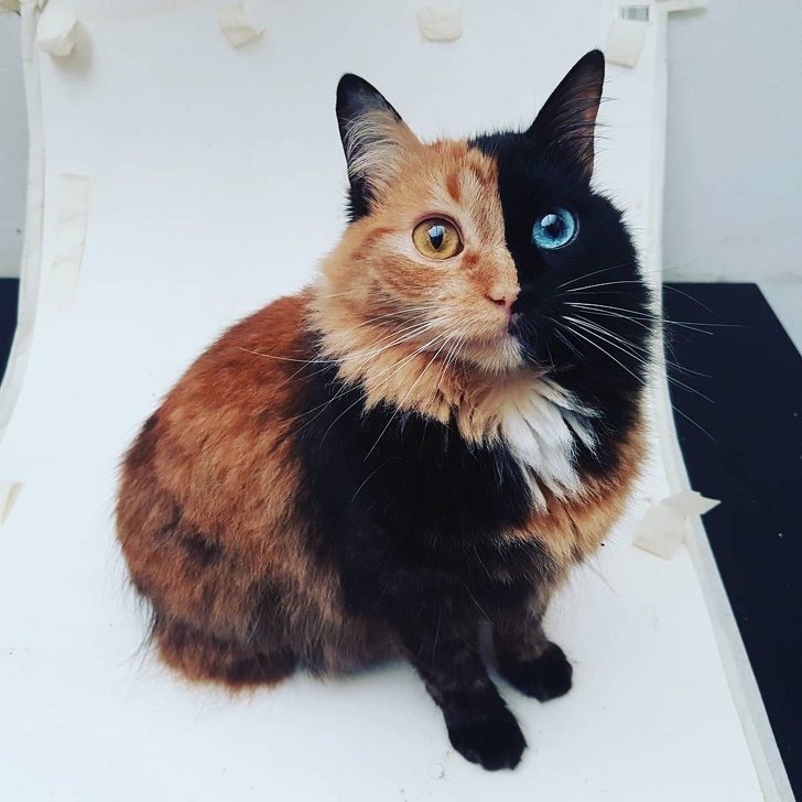 20 кошечек, которых будто нарисовали по заказам пользователей соцсетей, а потом оживили