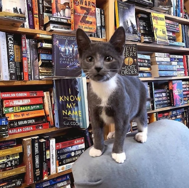 «А на полках не только книжки, но и котята»: канадский магазин помогает найти котишкам хозяев