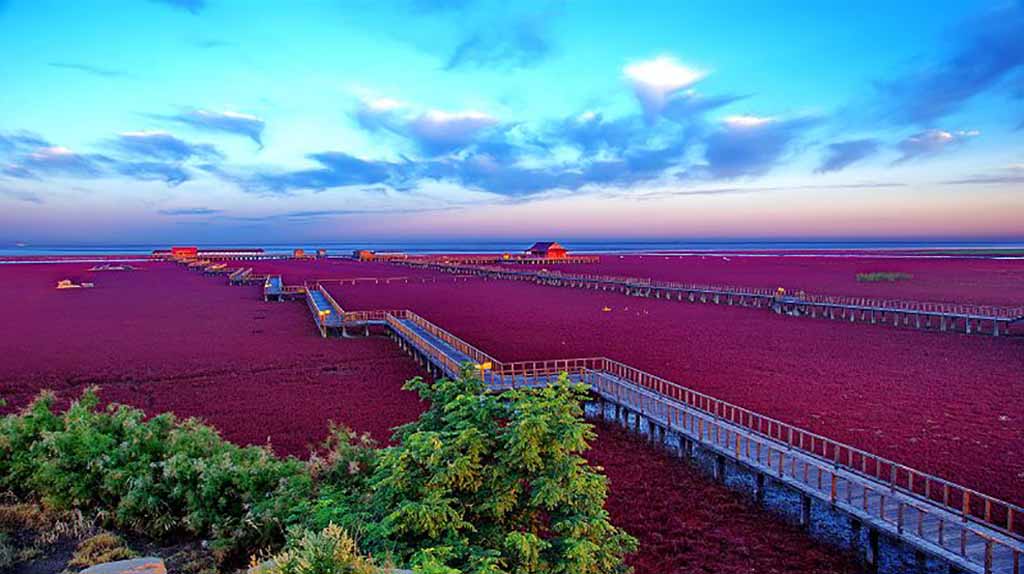 Красный пляж Паньцзинь