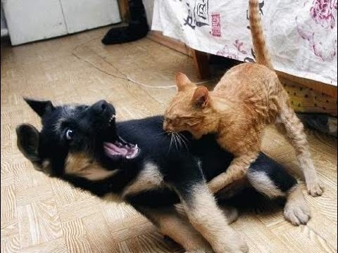 Веселые приколы с котами (11 фото)