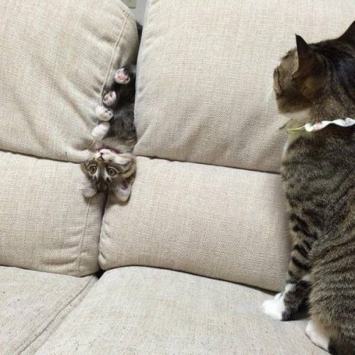 Кошачья логика Кошачья логика