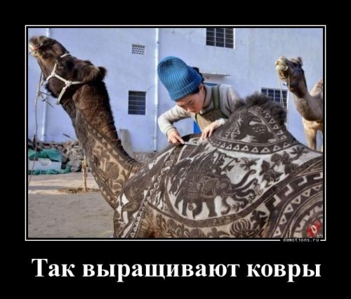 Демотиваторы-приколы для настроения Демотиваторы-приколы для настроения приколы