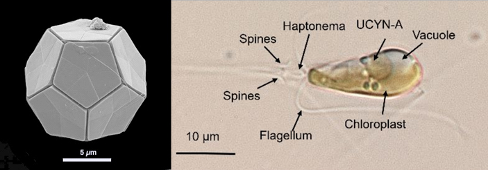Две формы одноклеточной морской водоросли Braarudosphaera bigelowii из группы гаптофитов. Эти формы считались разными видами, пока анализ ДНК не показал их генетическую идентичность. Вероятно, это разные стадии сложного жизненного цикла