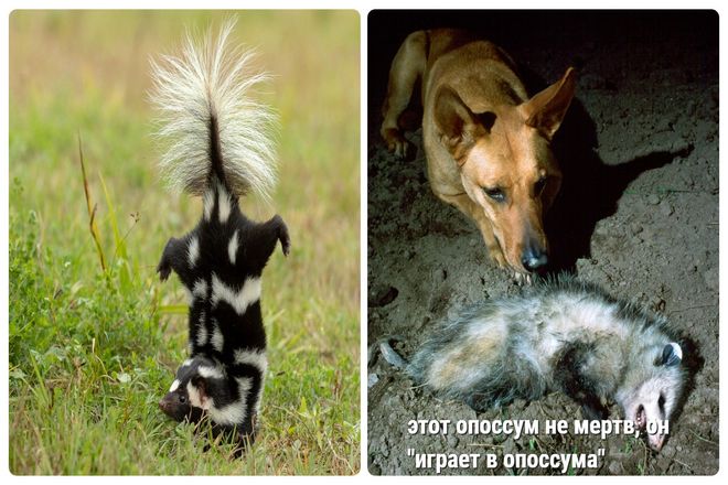 Выделения из анальных желез обычно используются кошками и собаками для мечения территории. Жидкость из анальных желез обычно обнаруживается там, где они гадят.