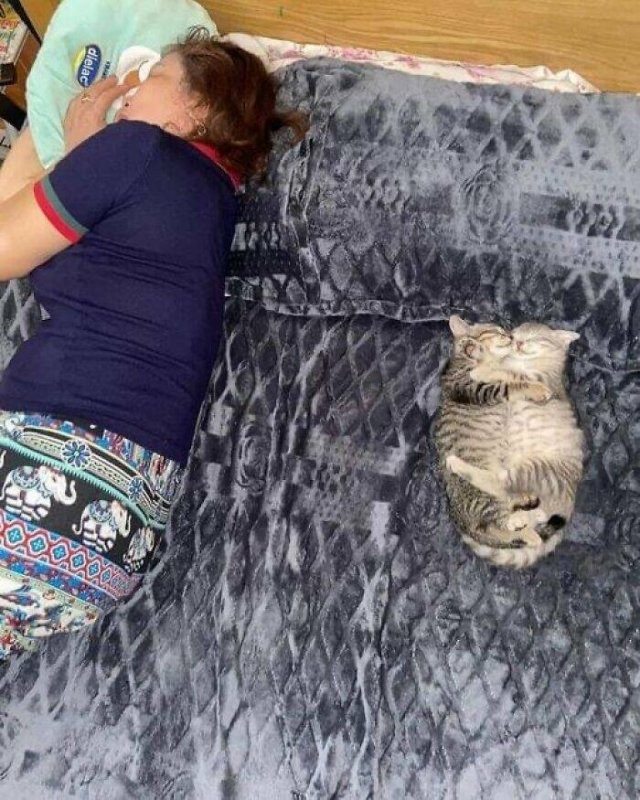 Прикольные картинки и мемы для любителей кошек  