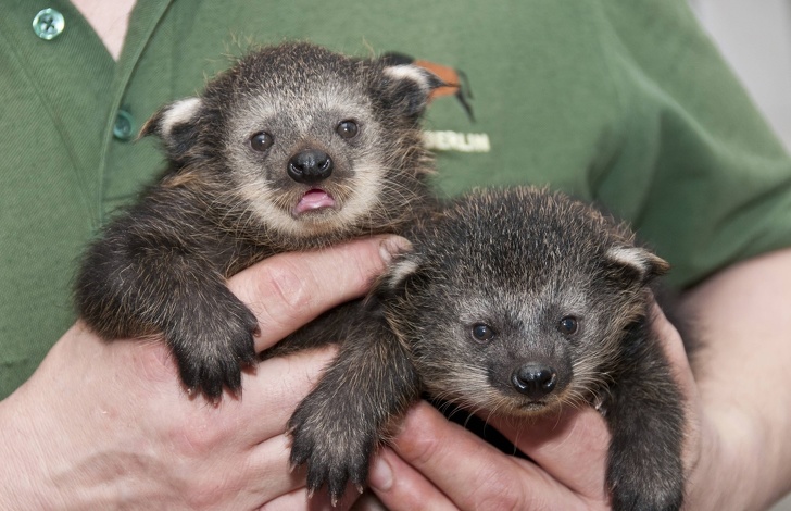25 диких животных и птиц, которых мы не видели малышами даже по телевизору 25 диких животных и птиц, которых мы не видели малышами даже по телевизору животные,интересное,фотография