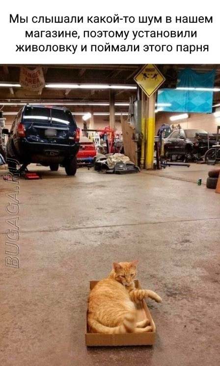 Прикольные картинки и мемы для любителей кошек  