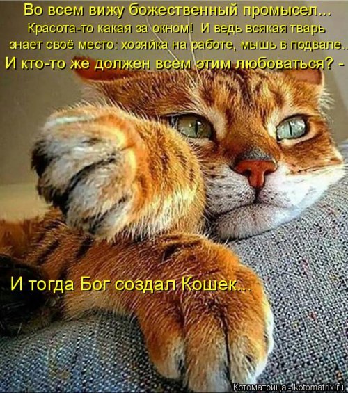 Новая котоматрица на выходные Новая котоматрица на выходные