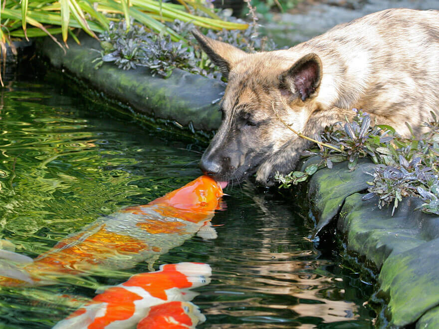 собака и рыбы