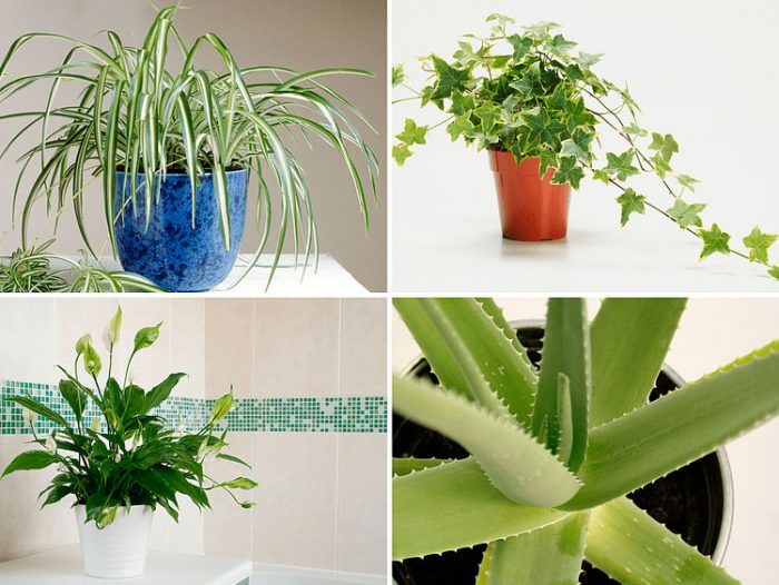 Лечебные комнатные растения здоровье,комнатные растения,народная медицина
